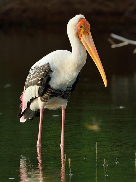 beltestork - ML378926291