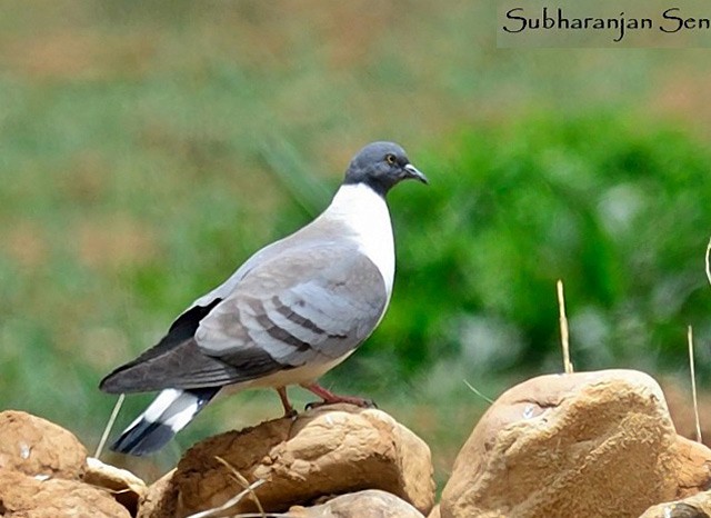 Snow Pigeon - ML378926381