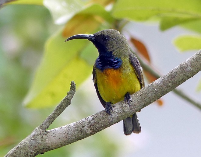 Apricot-breasted Sunbird - ML378926441