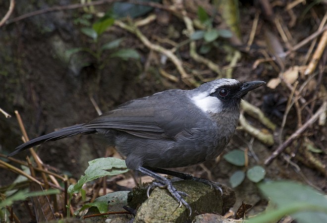 Gray Laughingthrush - Dinh Thinh