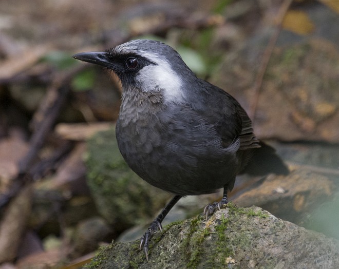 Gray Laughingthrush - Dinh Thinh