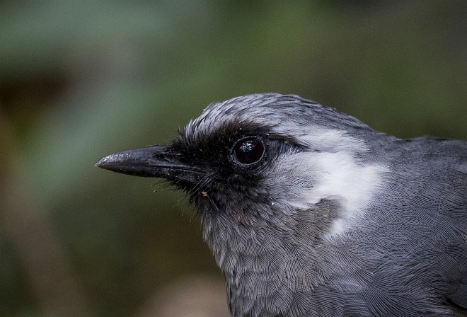 Gray Laughingthrush - ML378926481