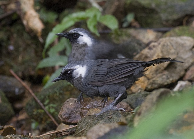 Gray Laughingthrush - ML378926491