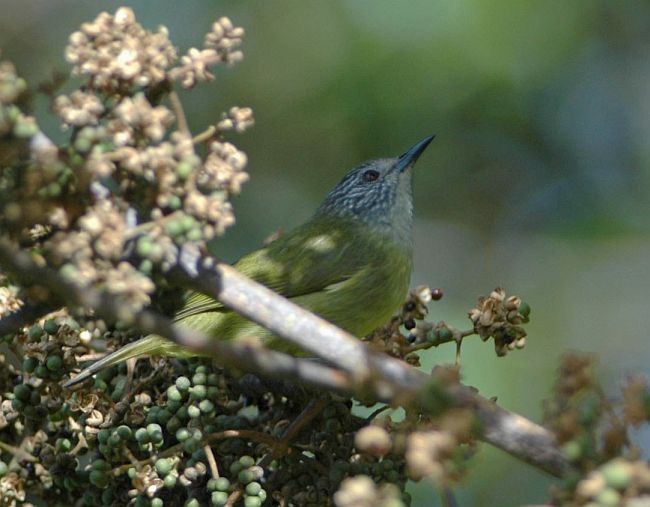 Streak-headed White-eye - Erwin Collaerts