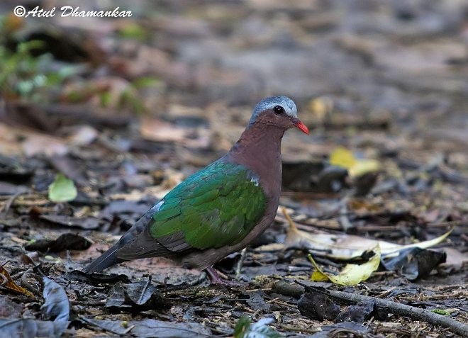 Asian Emerald Dove - ML378928381