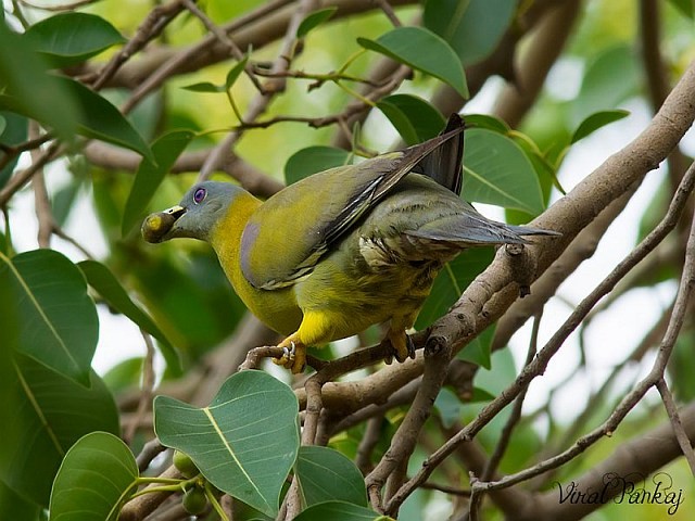 Yellow-footed Green-Pigeon - ML378928971