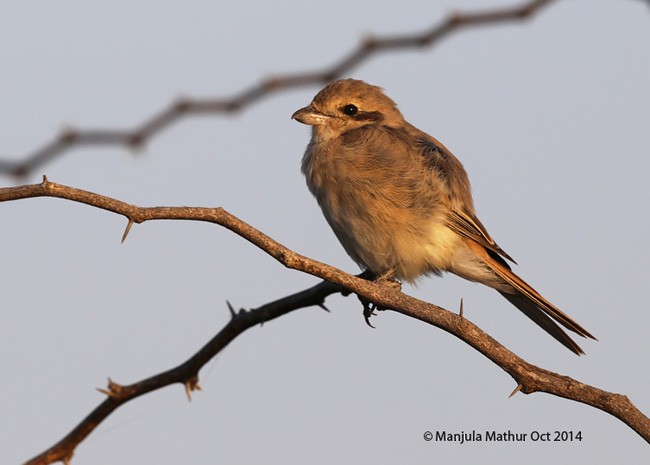 Isabelline Shrike - Manjula Mathur