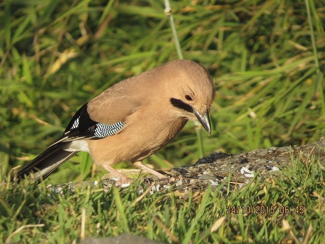 Eurasian Jay (Himalayan) - ML378929891