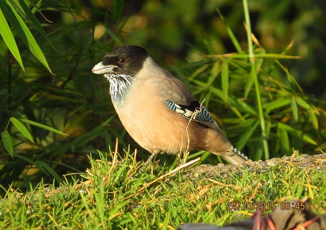 Black-headed Jay - ML378929921