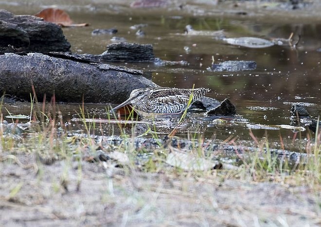 Agachadiza Solitaria - ML378930151