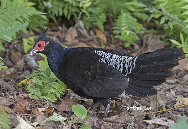 Kalij Pheasant - PARTHA SEN