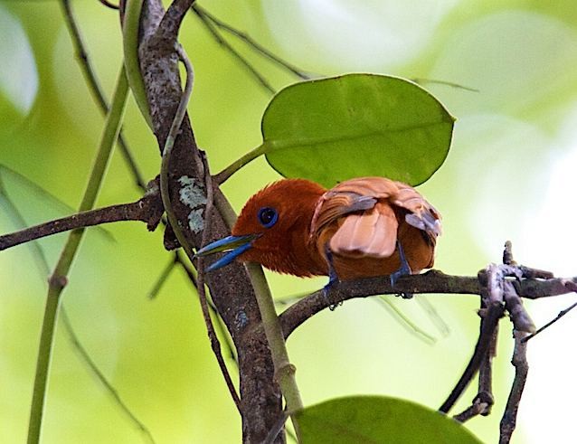 Rufous Paradise-Flycatcher (Southern) - ML378930751