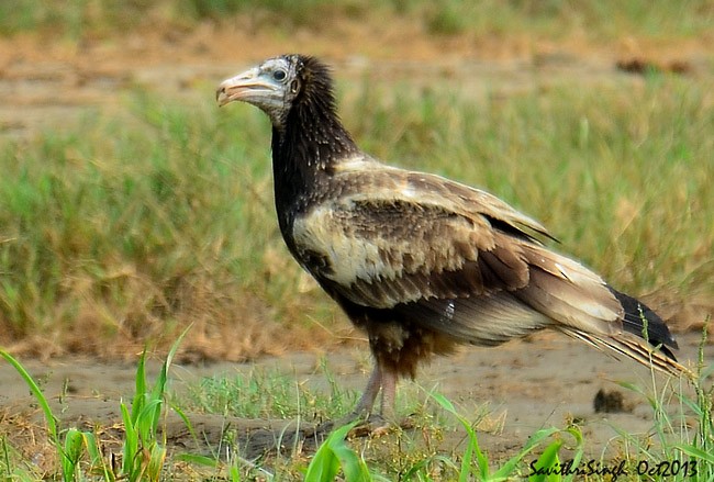 Egyptian Vulture - ML378930911