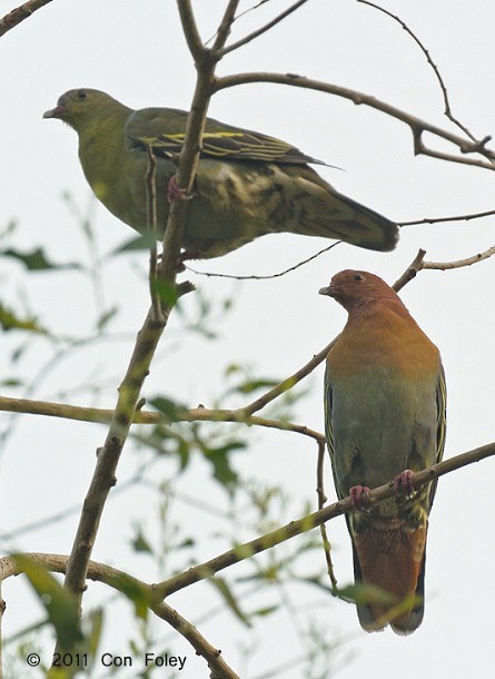 ニッケイアオバト - ML378931061