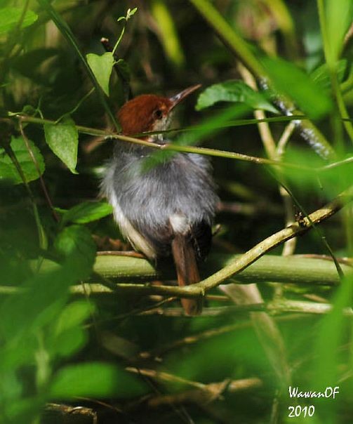 Rufous-tailed Tailorbird - ML378931111