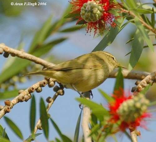 Tytler's Leaf Warbler - ML378931251