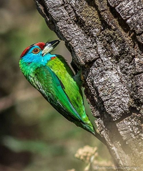 Blue-throated Barbet (Red-crowned) - ML378931771
