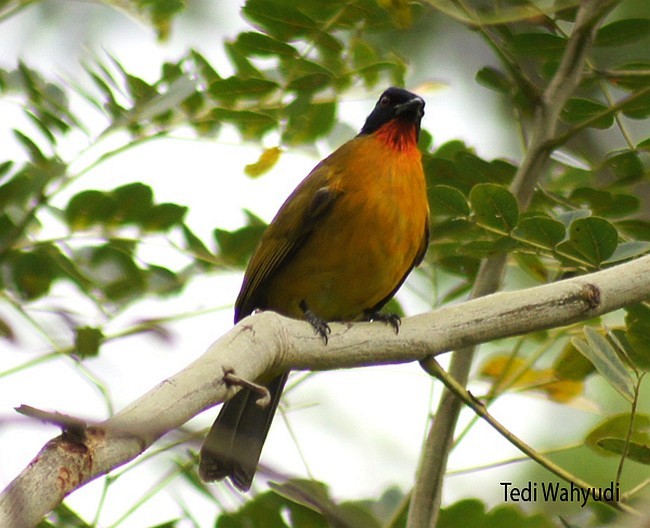 Ruby-throated Bulbul - ML378932011
