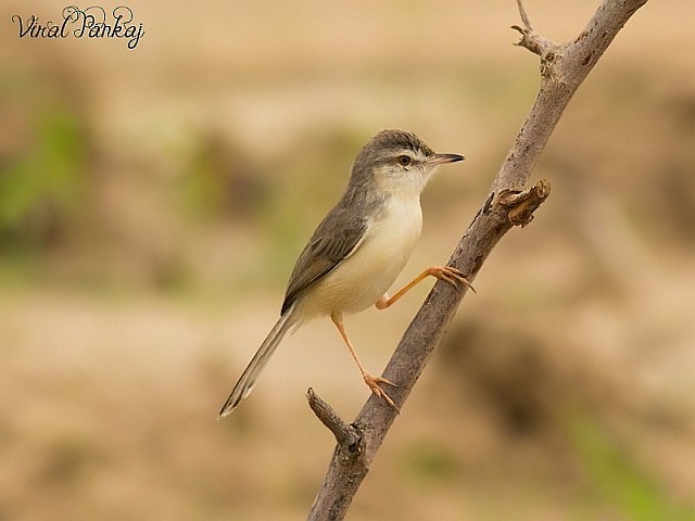 Prinia simple - ML378932111