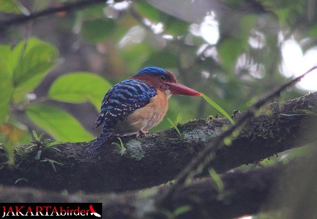 Banded Kingfisher (Banded) - ML378932161