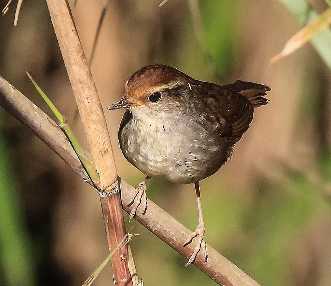 Chestnut-crowned Bush Warbler - ML378932931