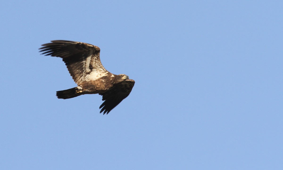 Bald Eagle - Sean Fitzgerald