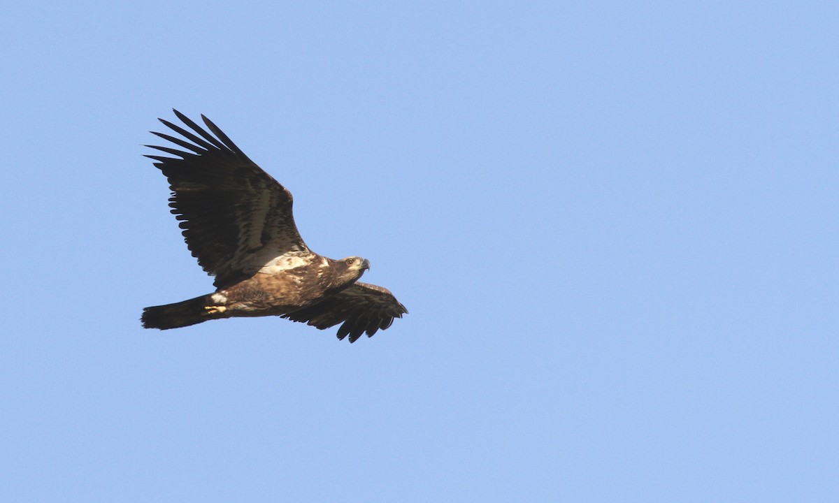 Bald Eagle - Sean Fitzgerald