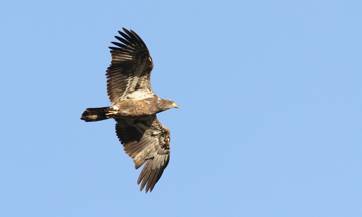 Bald Eagle - Sean Fitzgerald