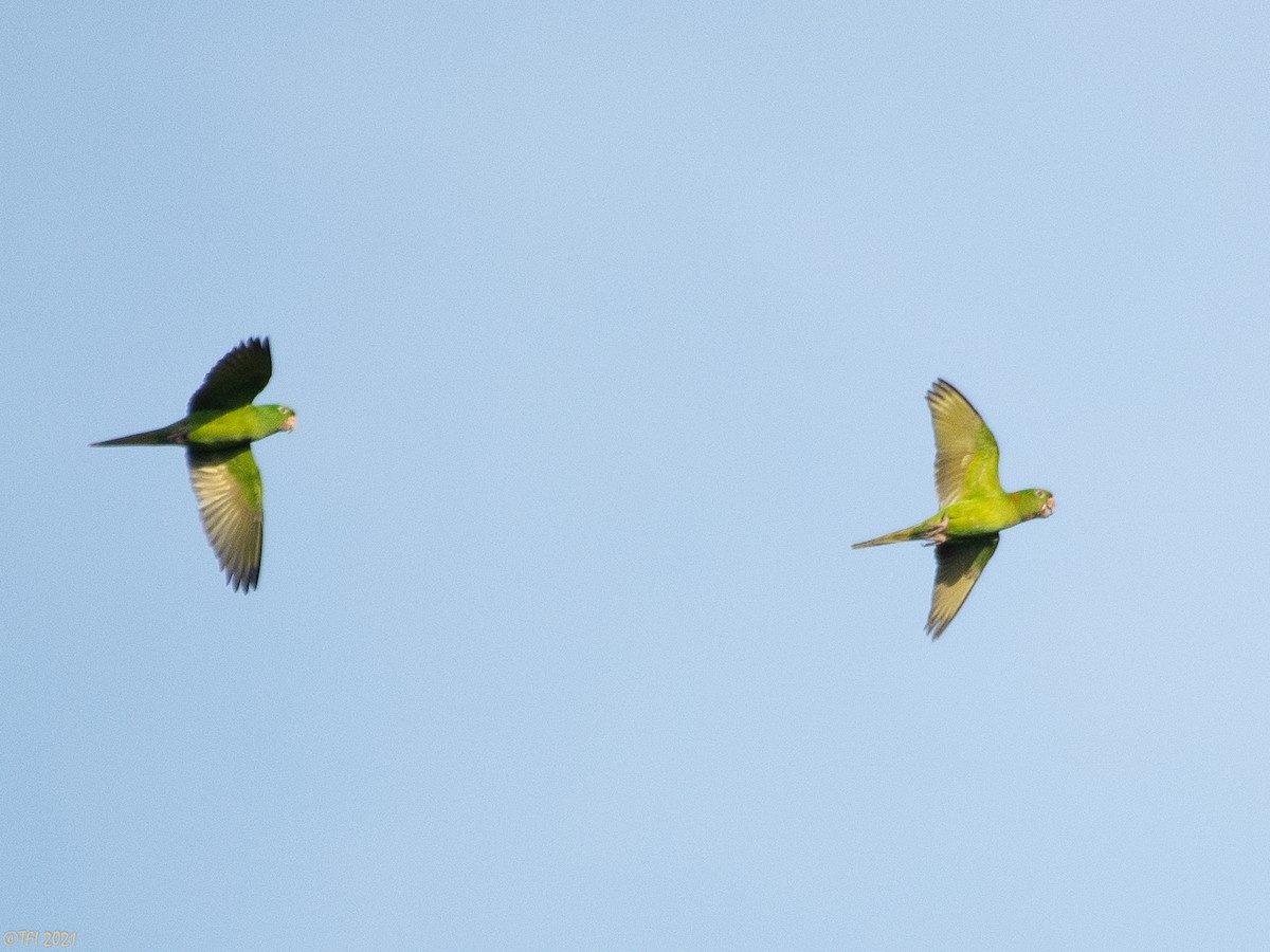 Green Parakeet (Green) - ML378933581