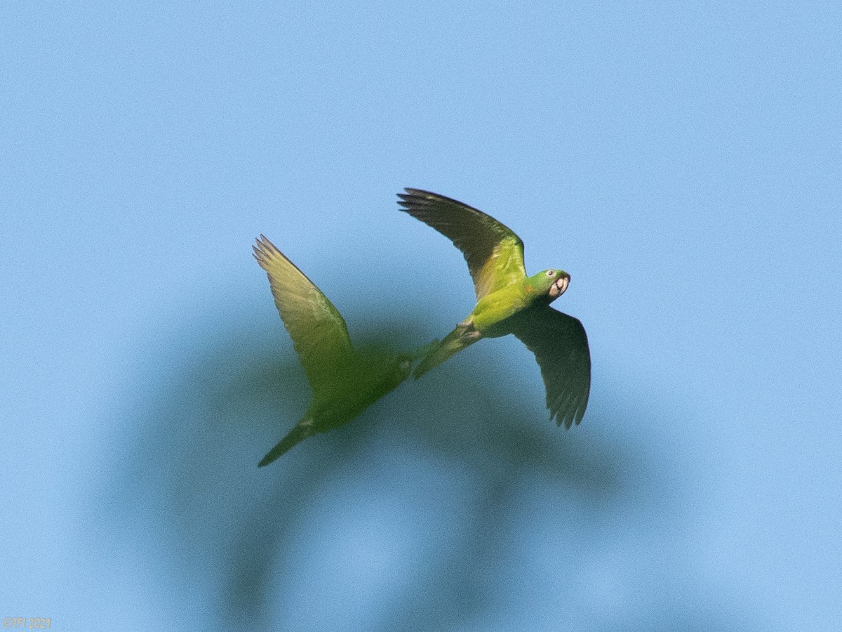 Green Parakeet (Green) - ML378933601