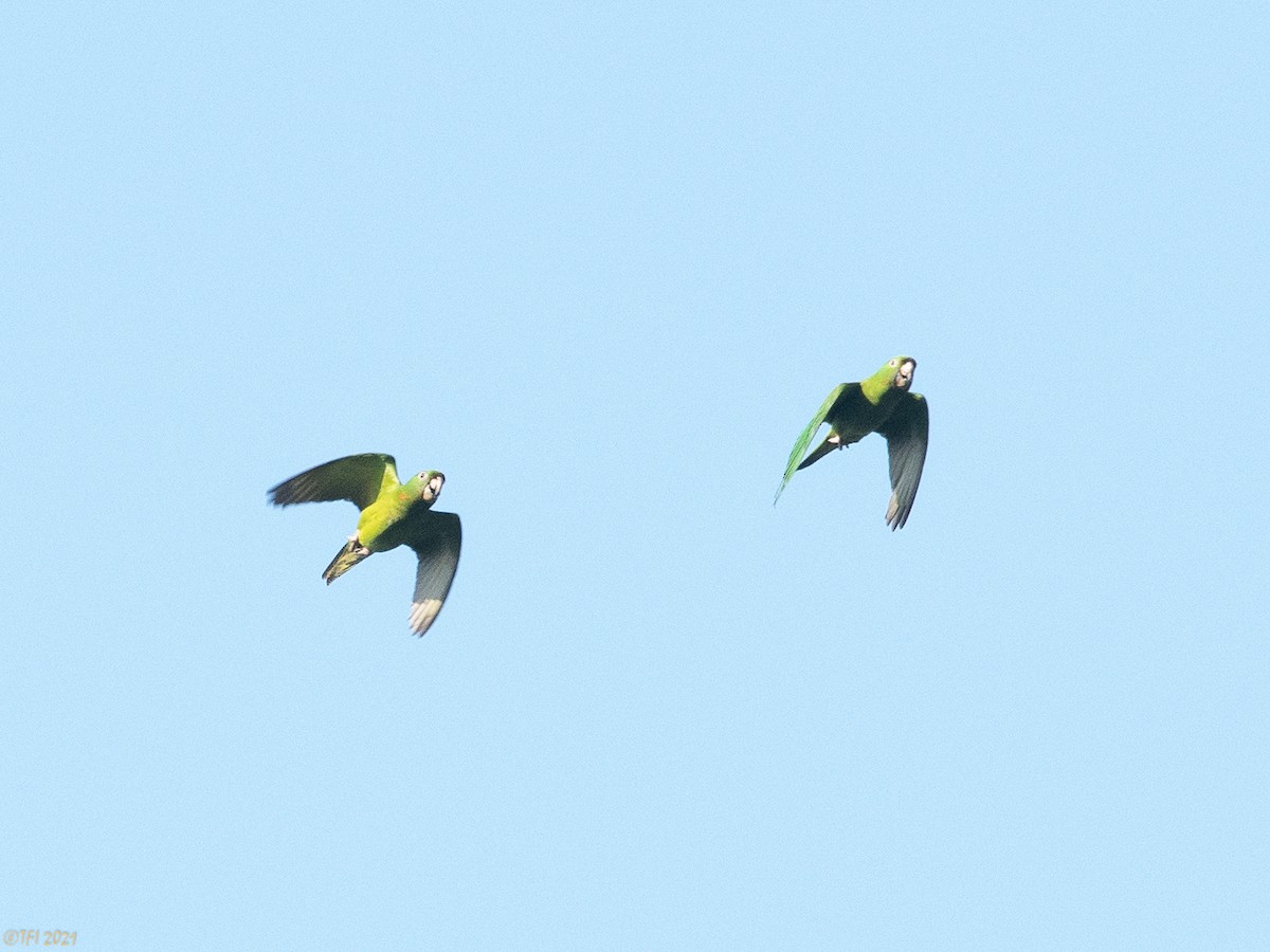 Green Parakeet (Green) - ML378933611