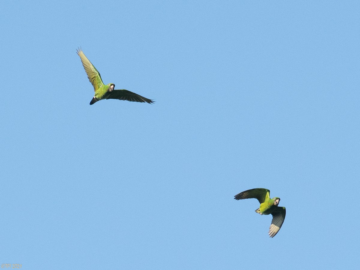 Green Parakeet (Green) - ML378933621