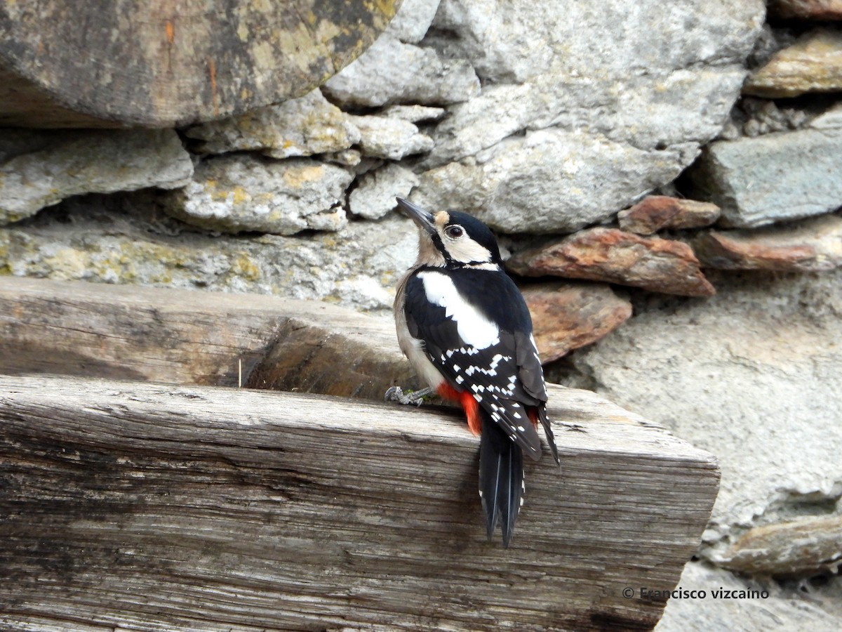 Great Spotted Woodpecker (Canarian) - ML378933901