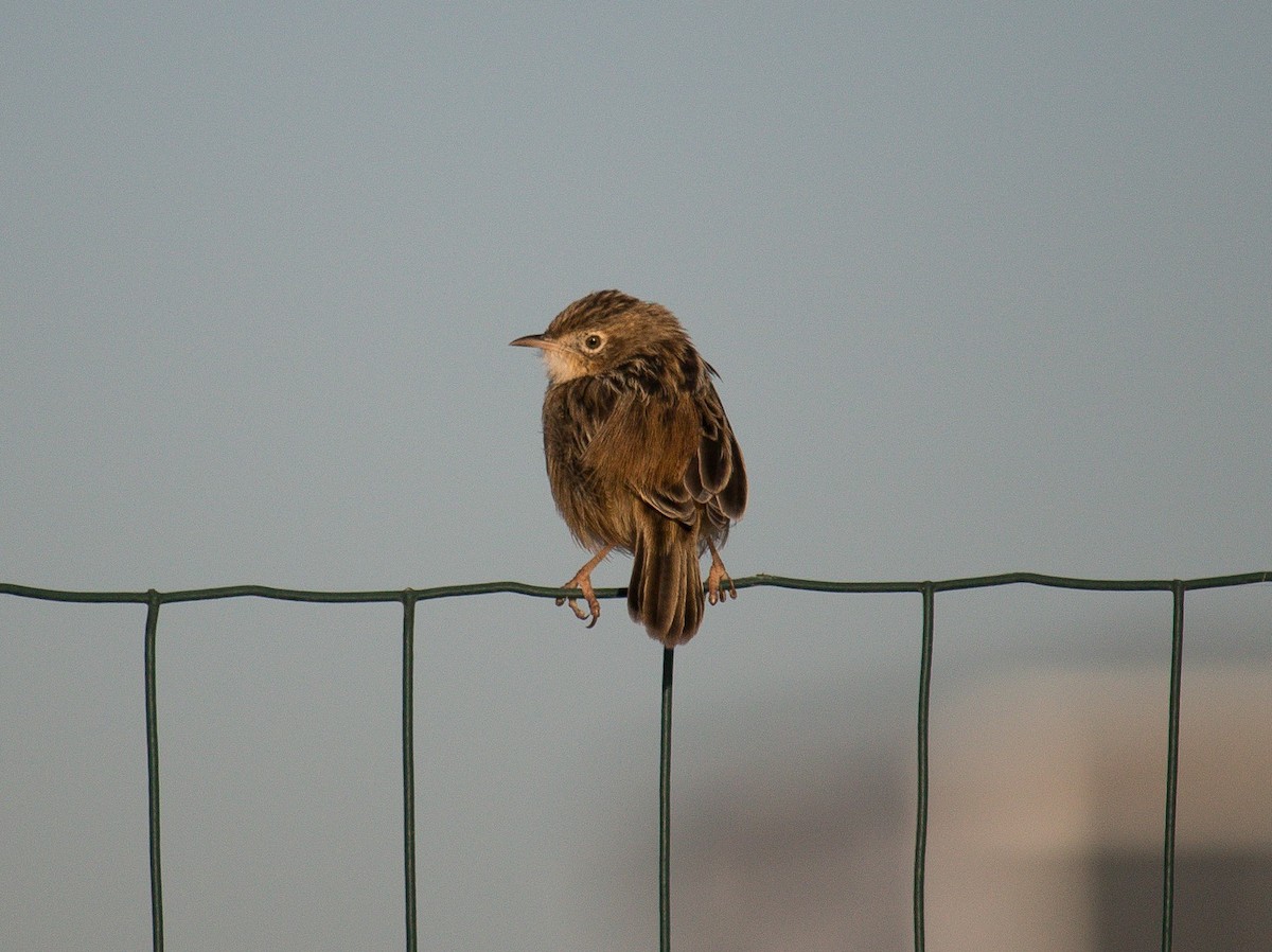 Zitting Cisticola - ML378934181