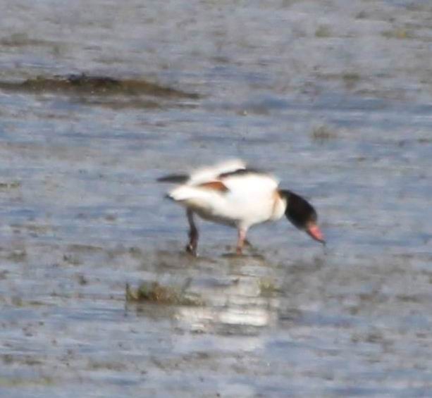 Common Shelduck - ML378934281