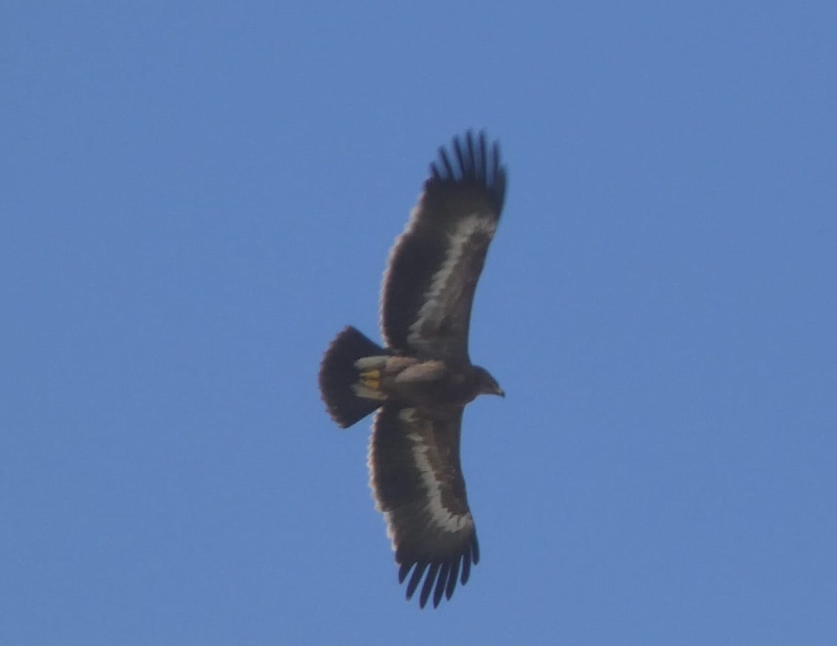 Águila Esteparia - ML378937681