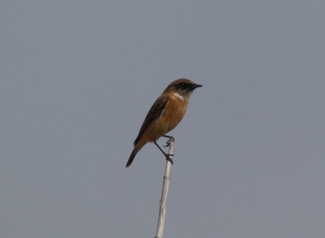 European Stonechat - ML378937761