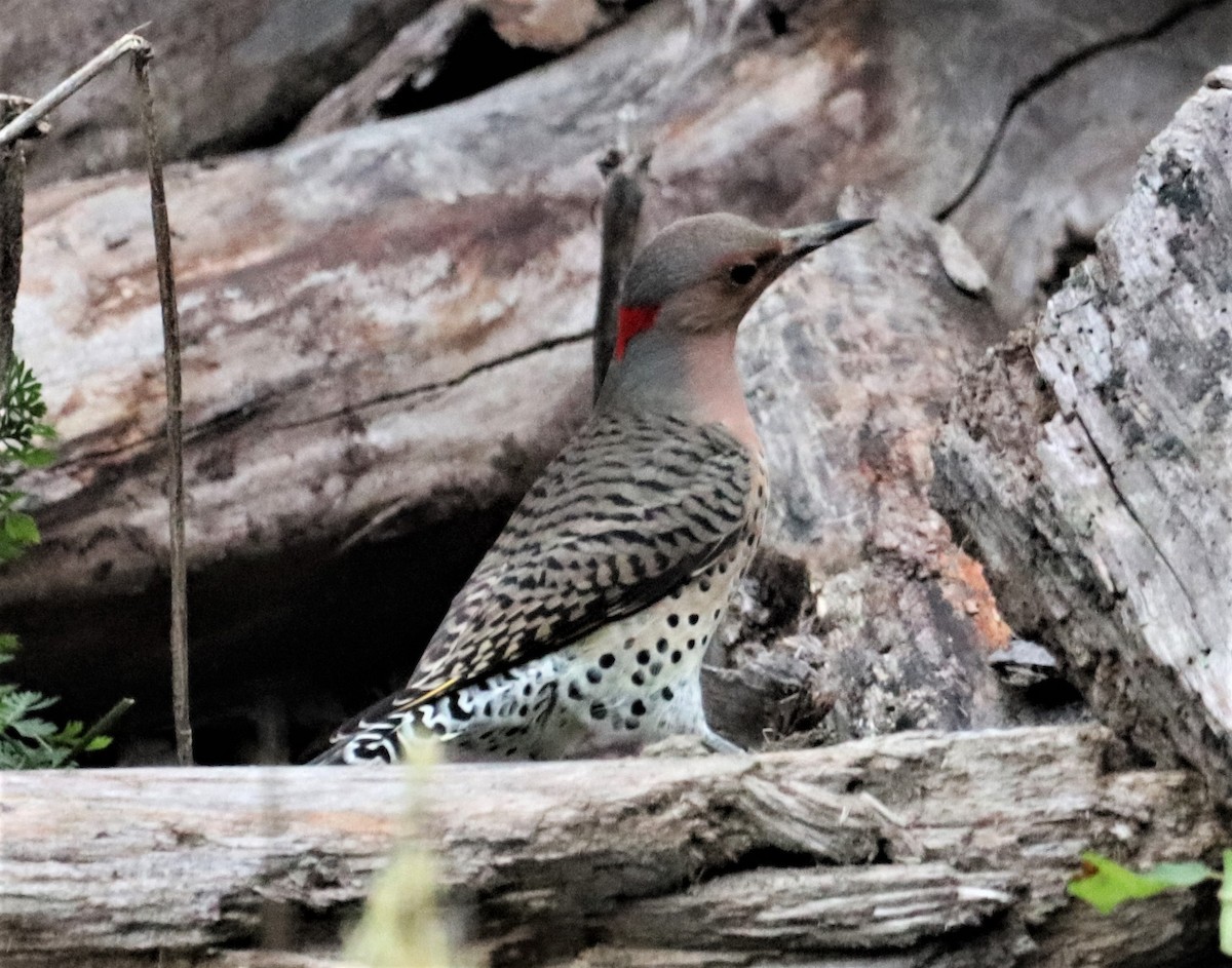 Northern Flicker - ML378937921