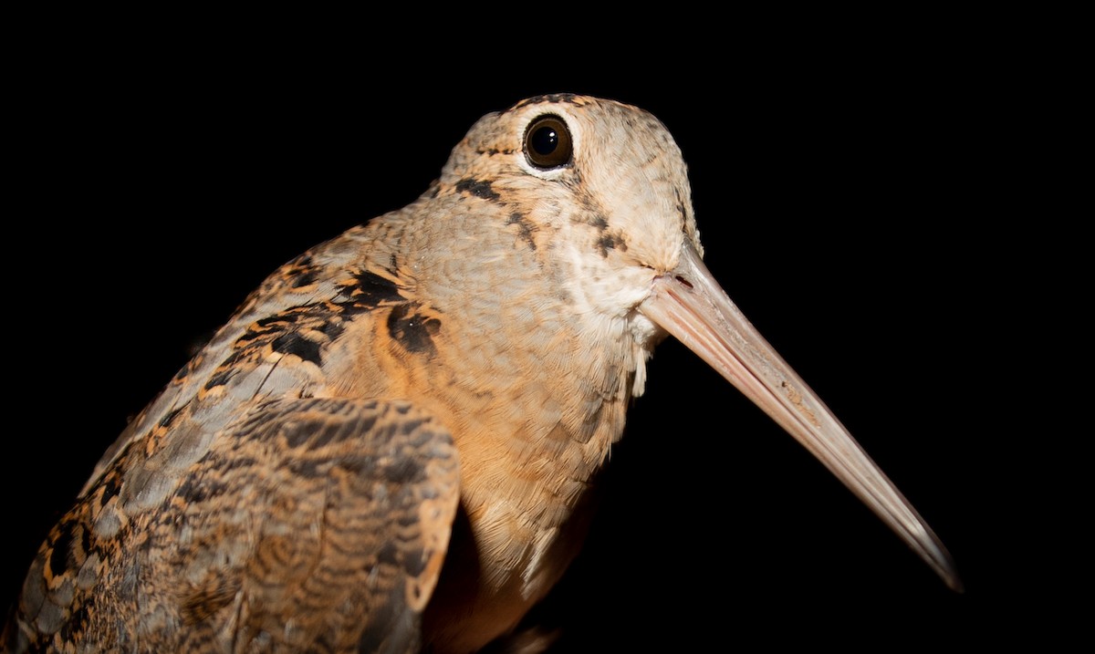 American Woodcock - ML378938031