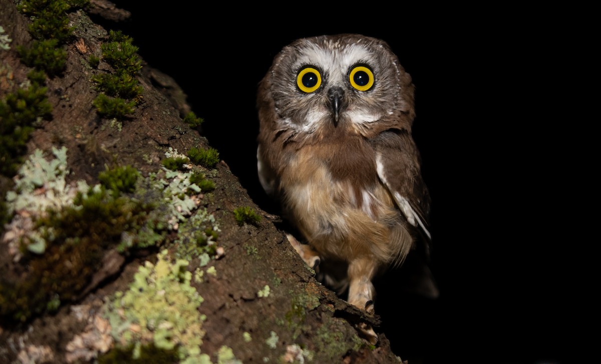 Northern Saw-whet Owl - ML378938471