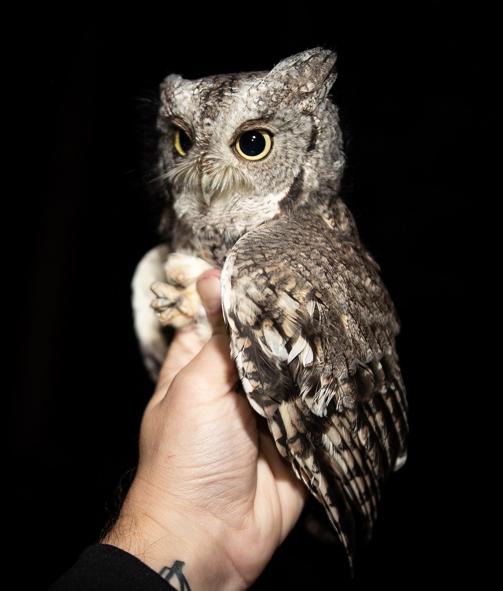 Eastern Screech-Owl - ML378939001