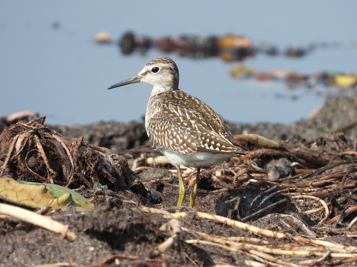 Wood Sandpiper - ML378939201