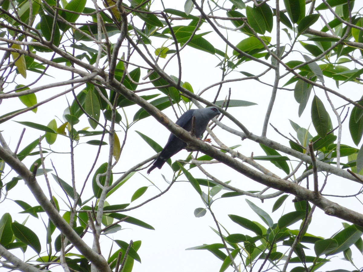 Plumbeous Kite - ML37893931