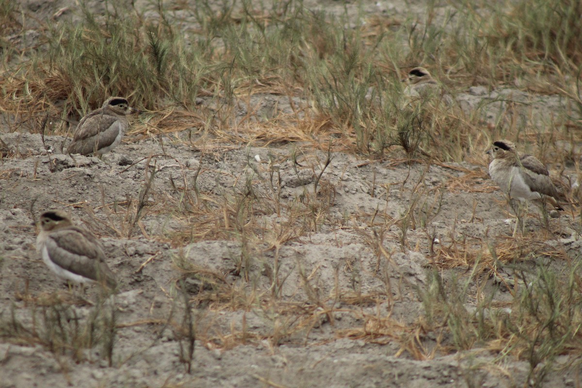 Peruvian Thick-knee - ML378939421