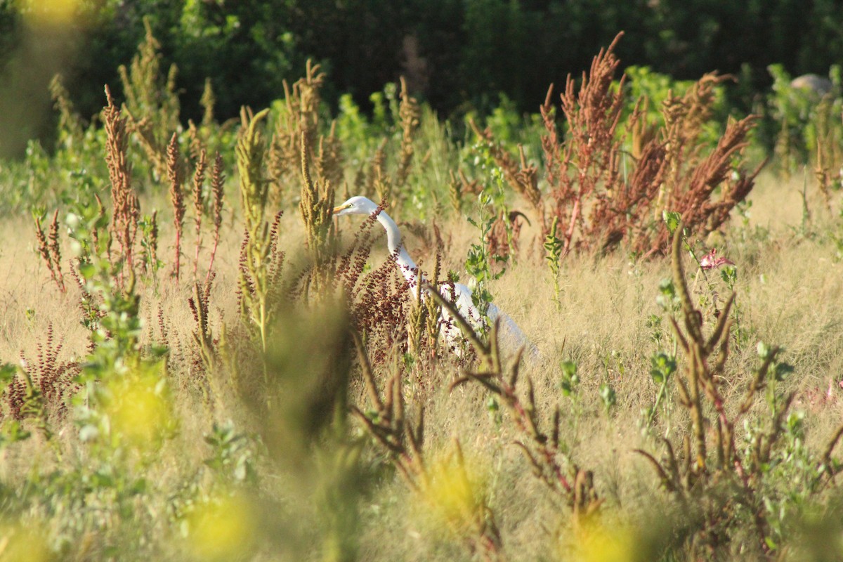 Great Egret - ML378939481