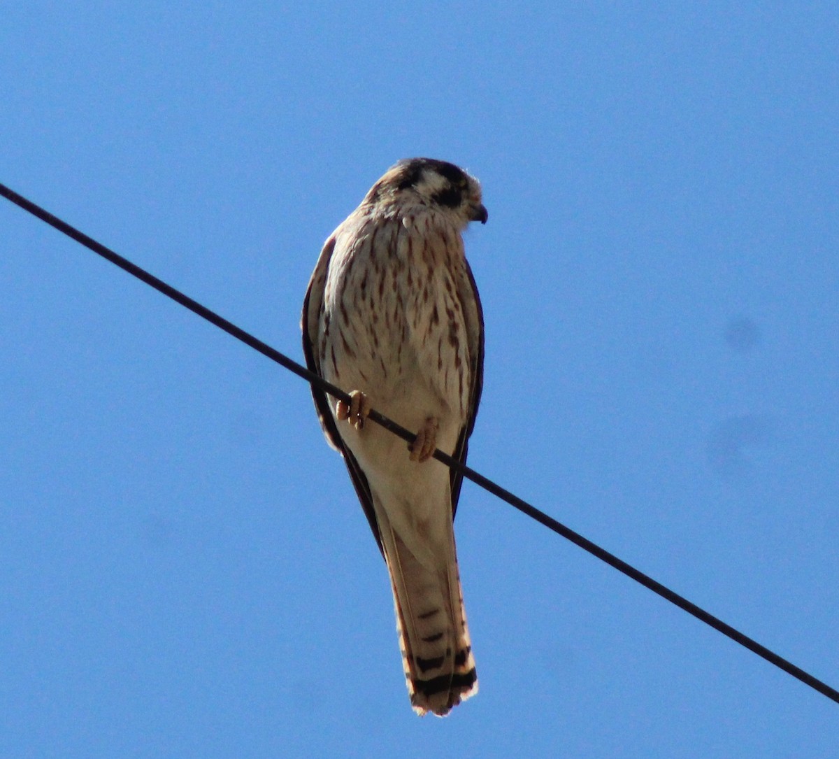 American Kestrel - Reynaldo Valdivia Reyes