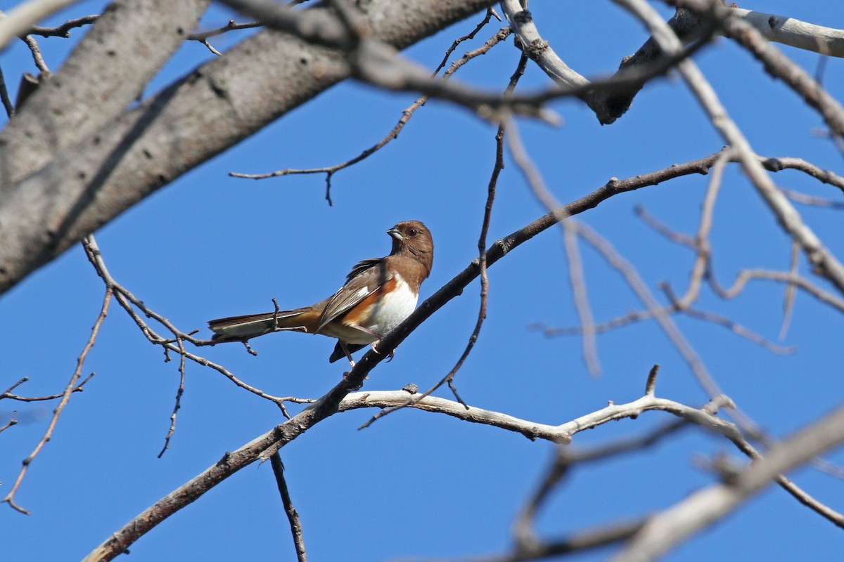 Eastern Towhee - ML378941181