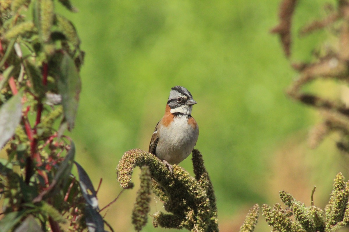 Rufous-collared Sparrow - Reynaldo Valdivia Reyes