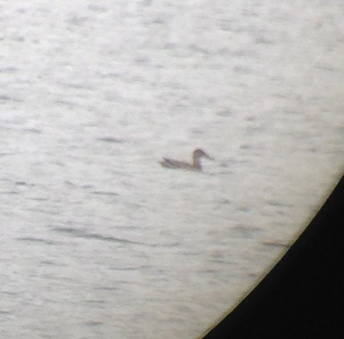 Northern Shoveler - ML37894131