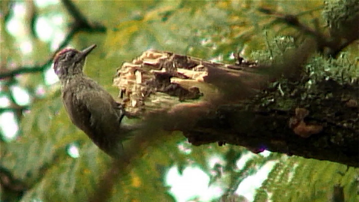 Speckle-breasted Woodpecker - Josep del Hoyo